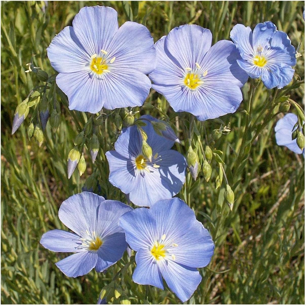 Everwilde Farms - 1/4 Lb Lewis Flax Native Wildflower Seeds - Gold Vault