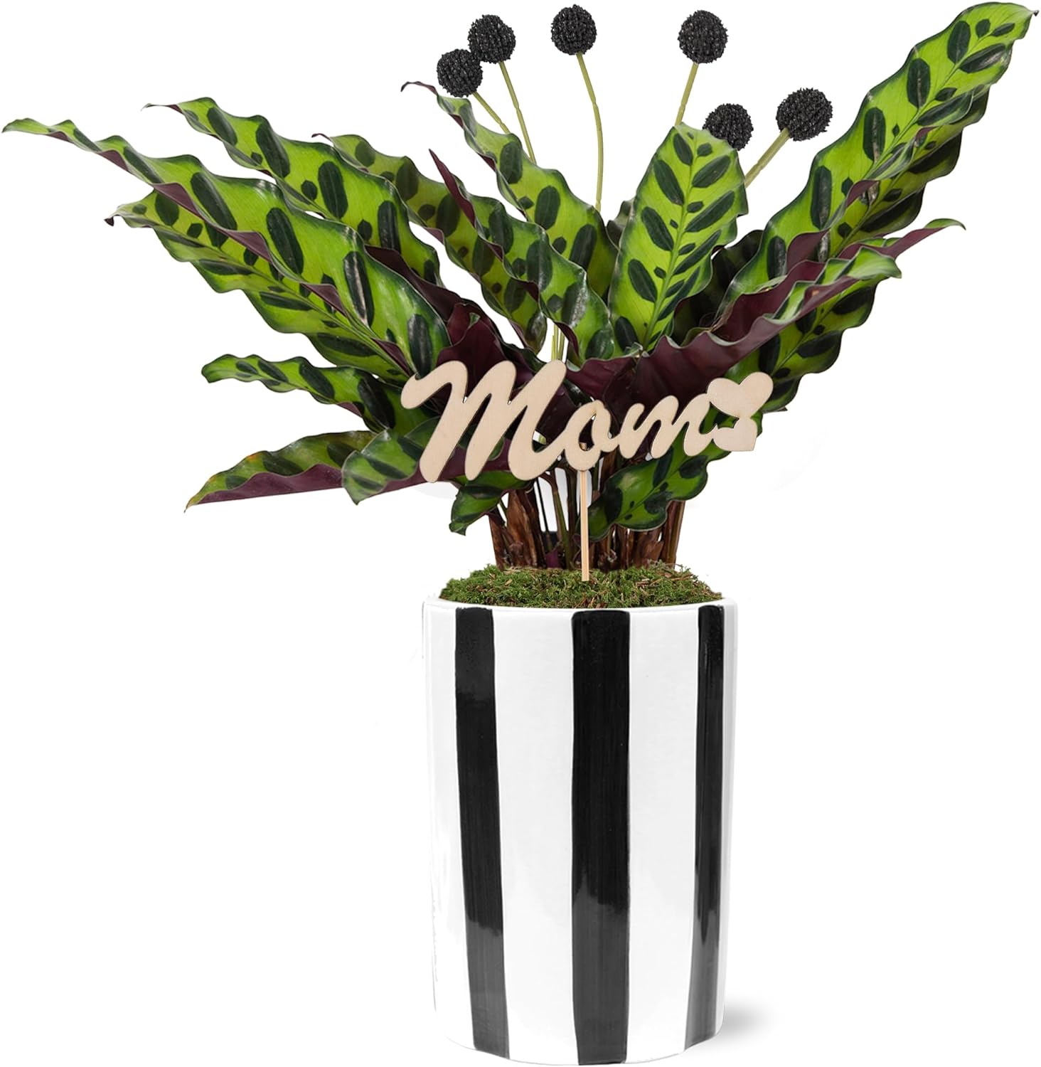 Green Circle Growers 5" Calathea in Black and White Pot with Mom Pick, Live Indoor Plants, House Plant