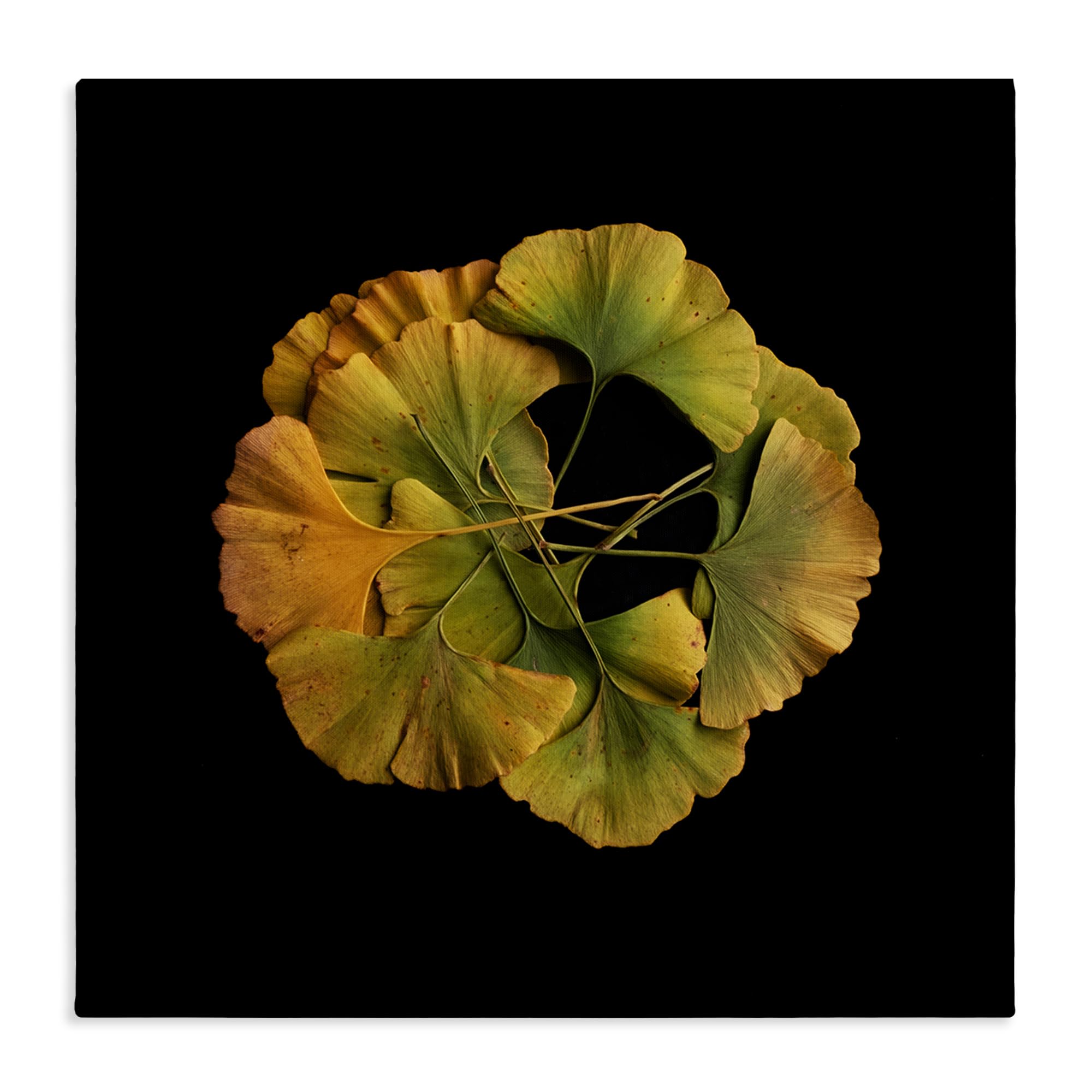 Stupell Industries 'Overlapping Ginkgo Leaves', Canvas Art, 36 x 36 Inches, Easy to Hang and Sturdy, Made in USA, by Beth Adoette