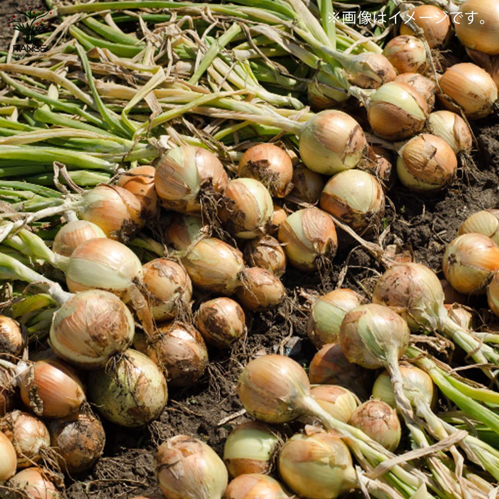 Amazon.co.jp: ITANSE 玉ねぎ抜き苗 品種：ネオ・アース(中晩生