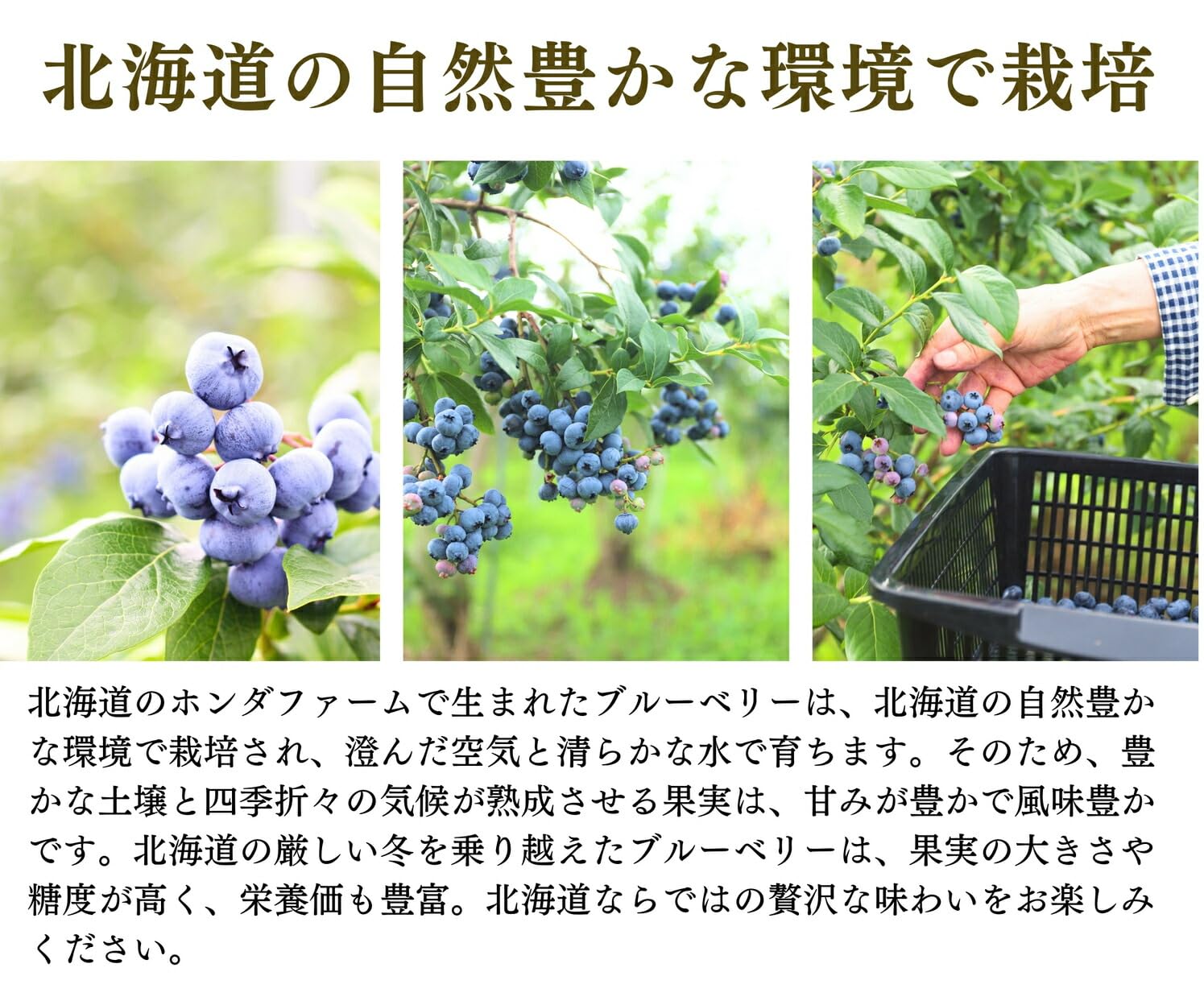 ☆令和8年 生ブルーベリー☆農薬不使用 2㌔ momo Amazon.co.jp: 令和8年産 無添加 冷凍ブルーベリー 1kg/袋 冷凍果