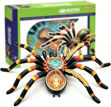 4D Vision Spider Anatomy Models,Removable 33 Parts Organs and Body Parts Medical Teaching Model,for Study Diaplay Teaching,Animal Anatomical Model