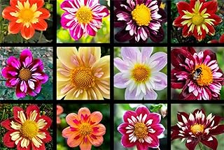 Rare Flower Seeds Rare Color Dahlia Seeds Cactus Dwarf Rare Flower Plant 100 Pcs Mixed Seeds