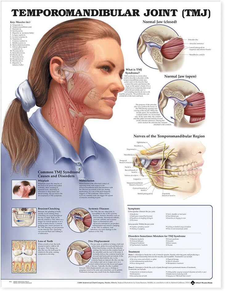 Temporomandibular Joint (TMJ) Anatomical Chart