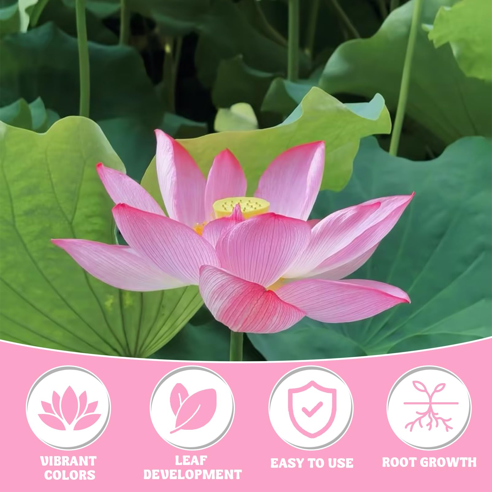 200g Lotus Dnger, Seerosendnger, Lotus Knallpulver, Dnger von  Wasserpflanzen,Seerosen Pulver, Teichpflanzen, Effektiver Blhdnger fr  Lotusblume Pflanzen : Amazon.de: Garten