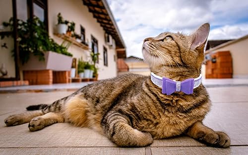 Miniatura 5 de WDPAWS Collar acolchado de terciopelo cálido con diamantes de imitación  Collar para perro de gato con diamantes de imitación  Collar para niña con