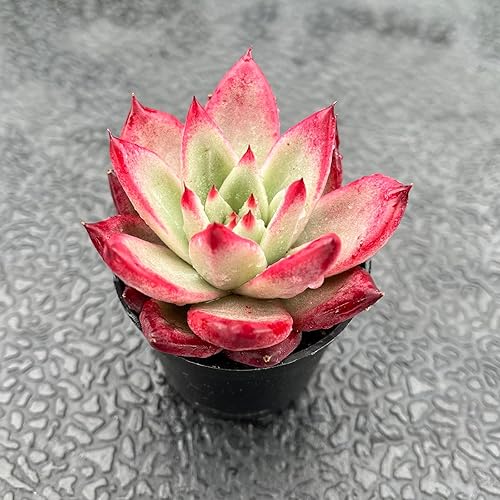 Miniatura 2 de Suculenta viva Echeveria 'Japanese PinkCherries', aproximadamente 2 pulgadas grandes, suculentas en maceta, completamente enraizadas, plantas de