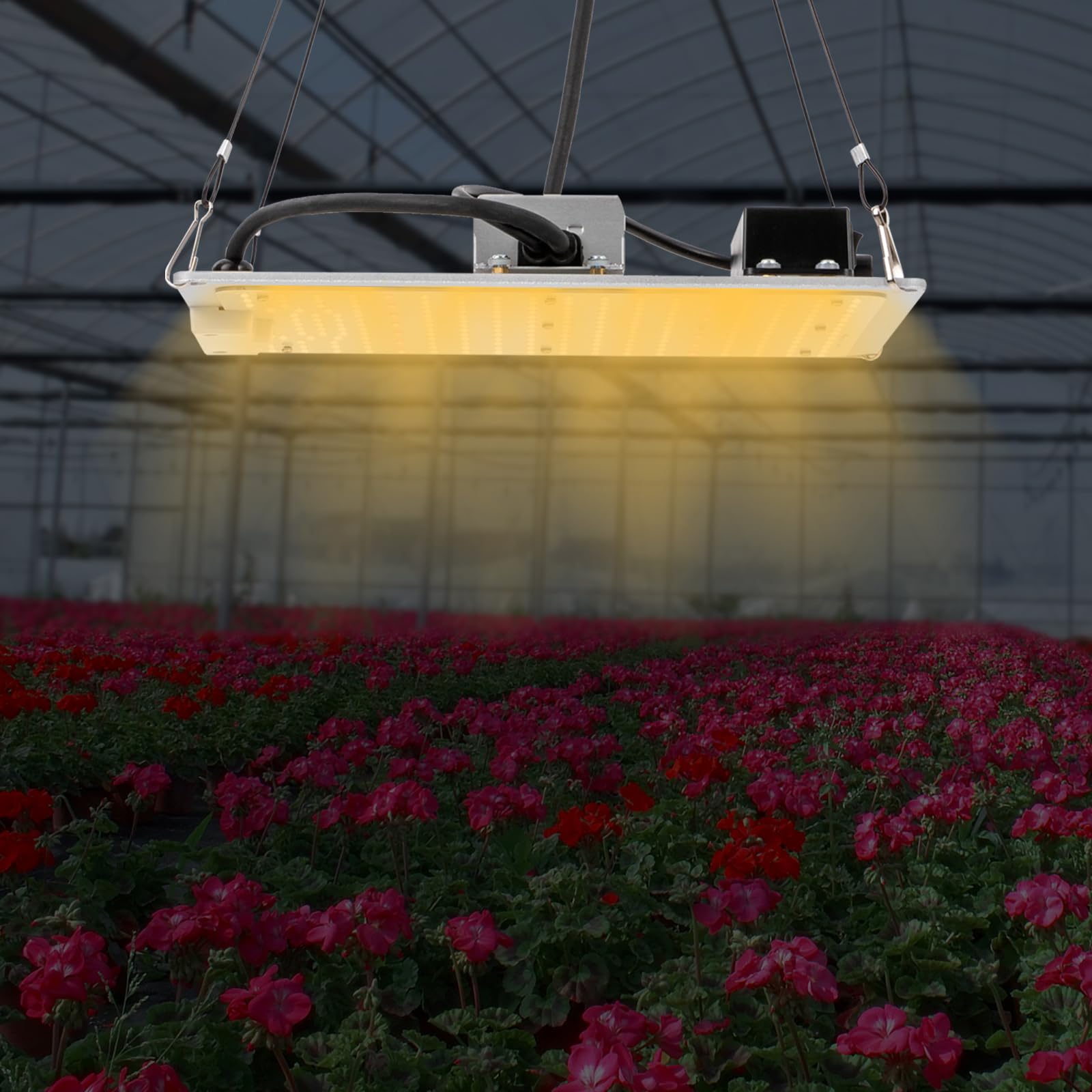 LED élèvent le spectre complet de plante d'intérieur commerciale légère for les plantes à fleurs serre Veg, Refroidissement silencieux