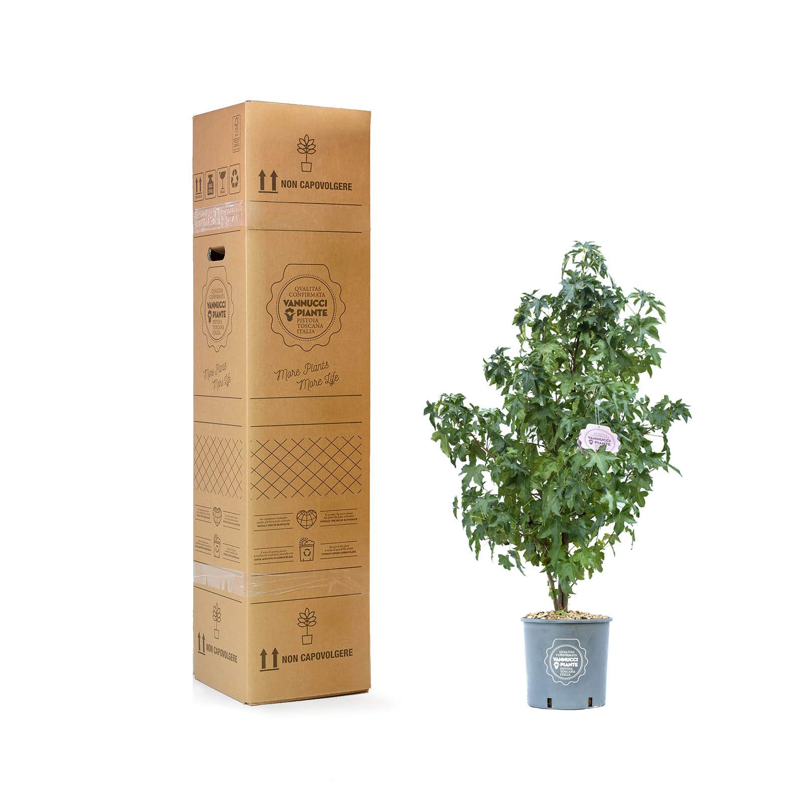Vannucci Piante - Liquidambar styraciflua, Pianta vera in vaso, Albero a foglia caduca
