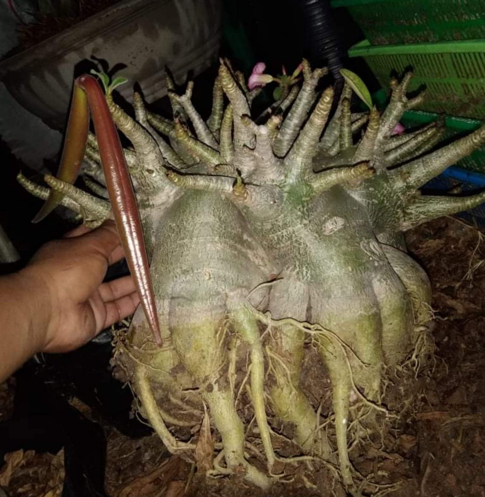 ADENIUM ARABICUM IMPORTED FROM THAILAND TESTED FRESH 20 GODJI ARABICUM SEEDS FOR GARDEN DECORATION (B0B51HQ1WP) Amazon Price History, Amazon Price Tracker