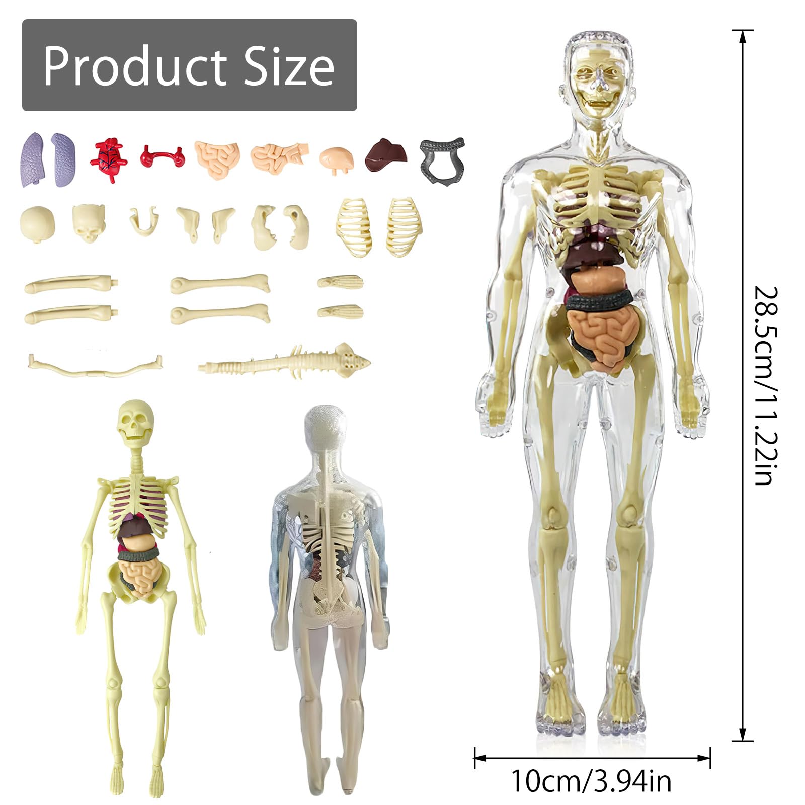 Anatomiczny model tułowia 3D, szkielet ludzkiego ciała, model edukacyjny dla dzieci, przedszkolna