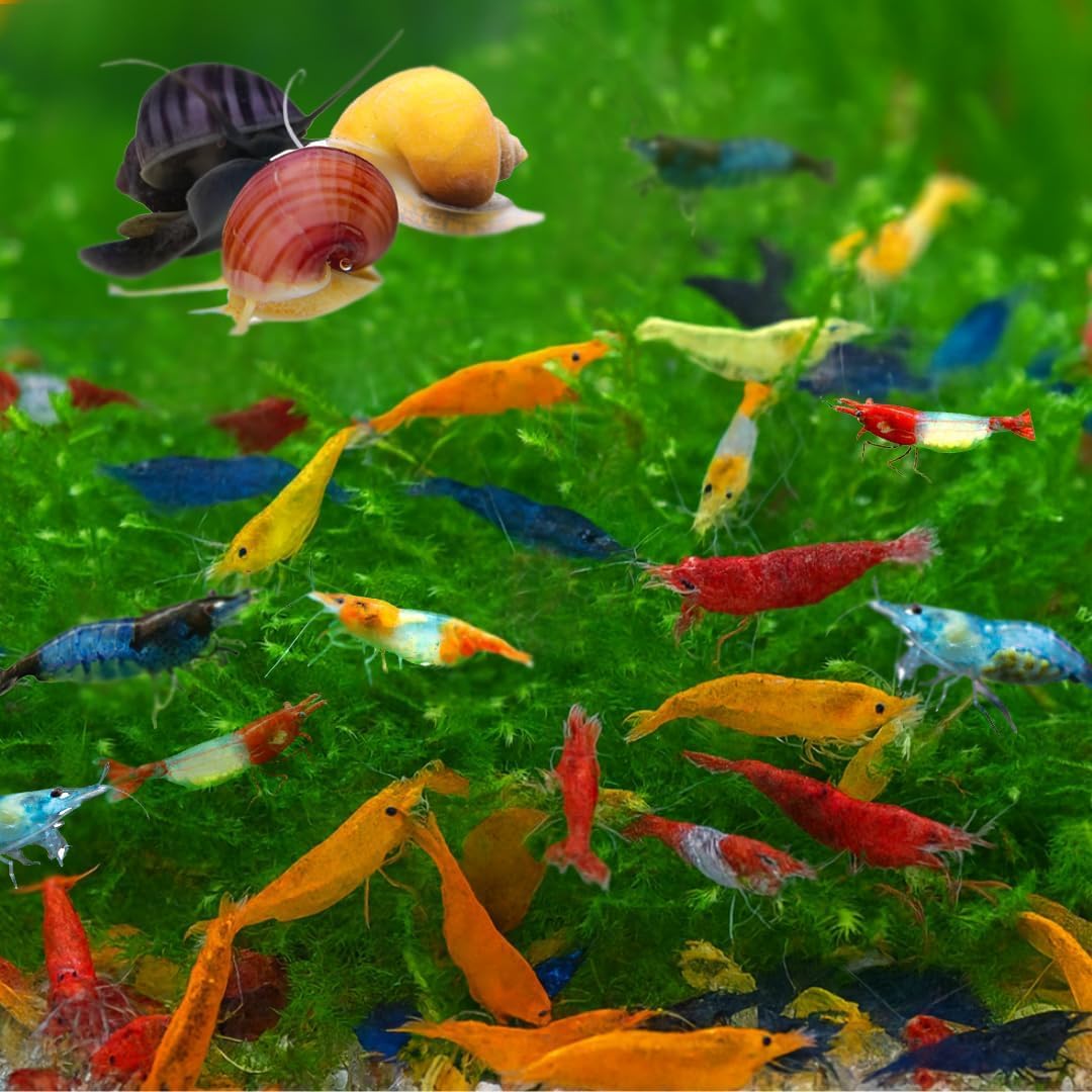 Swimming Creatures™ Freshwater Aquarium Shrimp - A Perfect Combo to Brighten Your Aquarium! (20 Mixed + 3 Mystery Snail)