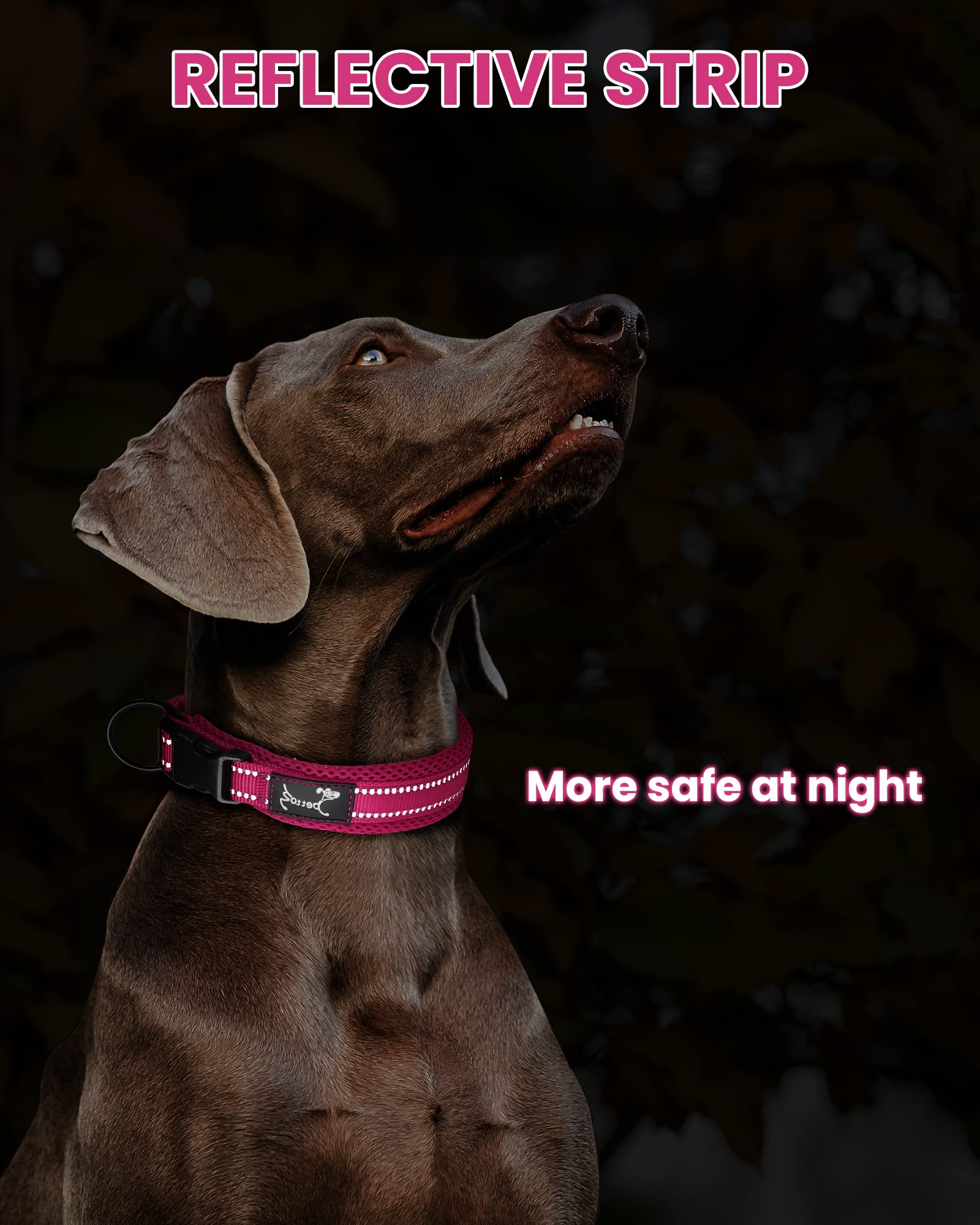 PETTOM Collare Cane Cani Cuccioli Piccola Taglia Media Grande con Targhetta Nome Riflettente Morbido Regolabile Imbottito Sicurezza Nylon Morbido Resistente Traspirante (Viola S)