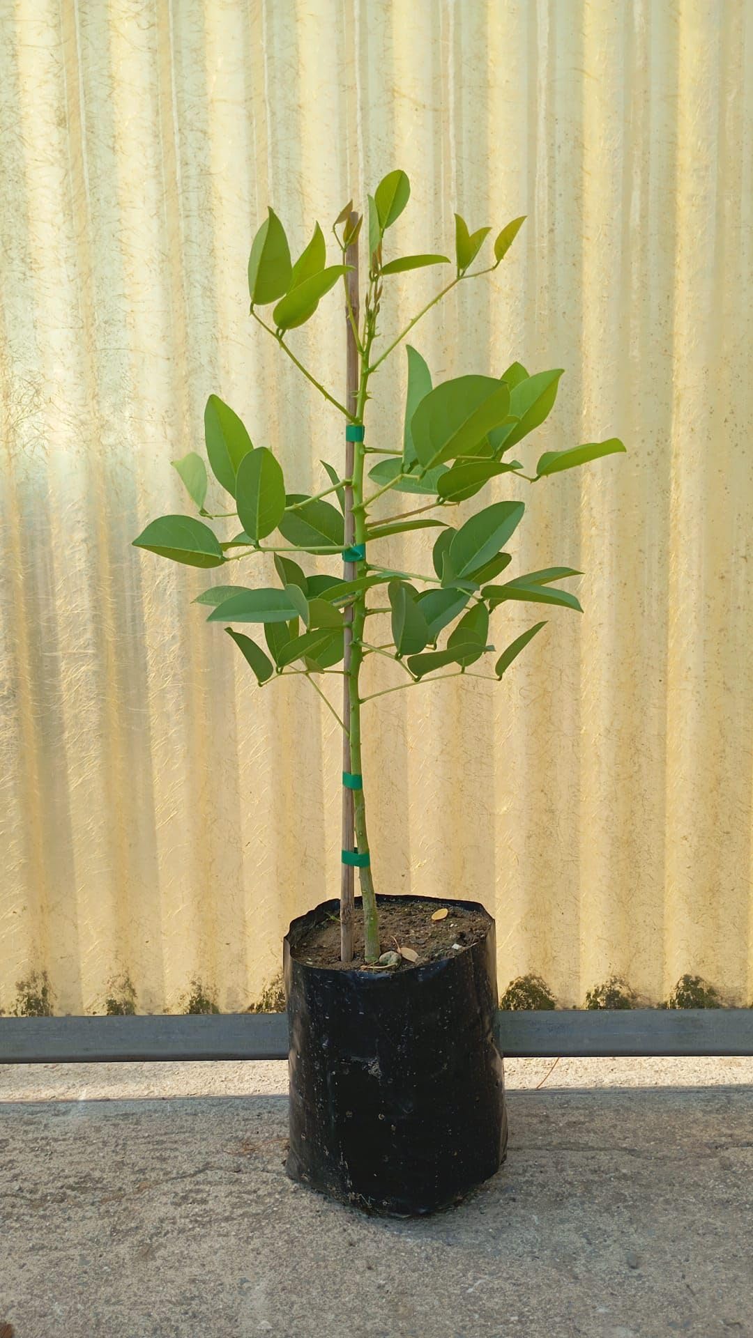 Astone di Erythrina Crista-Galli, Albero del Corallo, Alberatura fiorita altezza 60-70cm