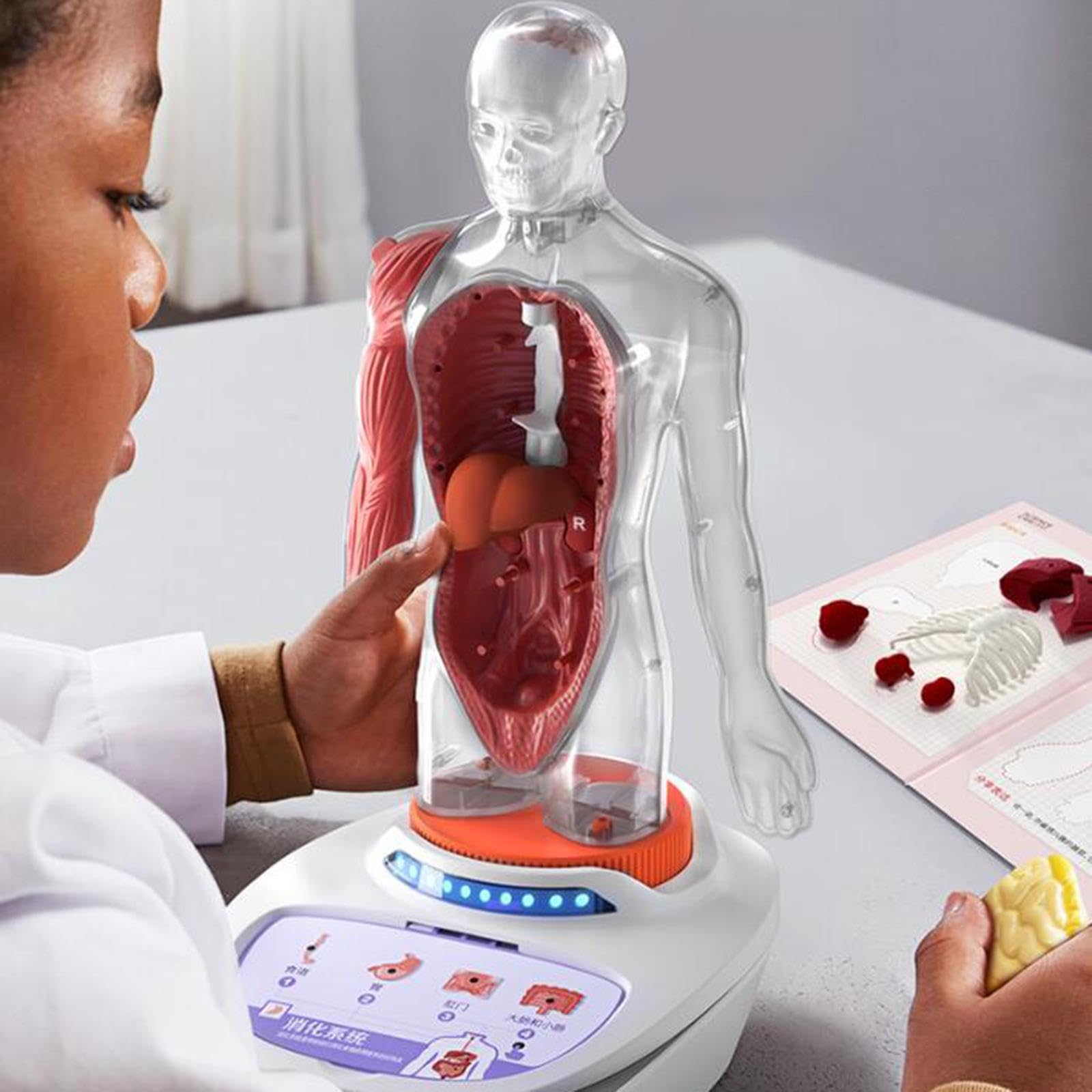 Modelo del Cuerpo Humano para Niños, Material Didáctico para El Aprendizaje de Ciencias en