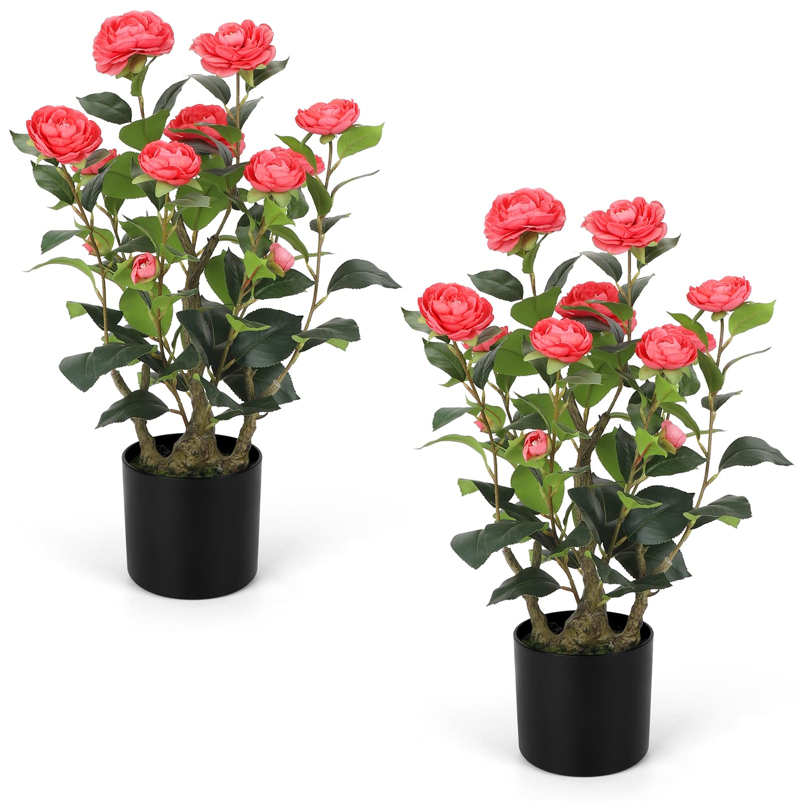 Romantic Season 2FT Pink Camellia Tree