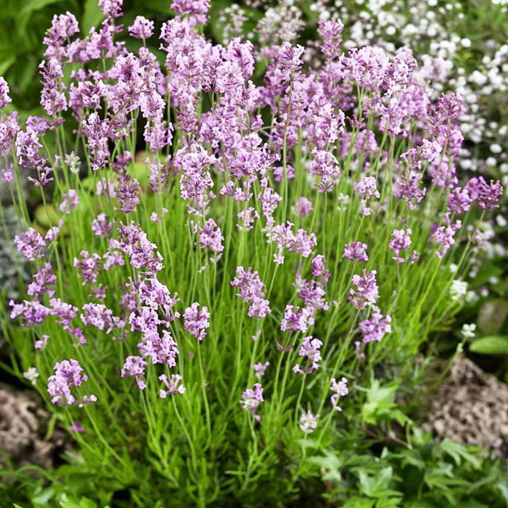Lavender Melissa Lilac - Lavandula in a 9cm Pot Ready to Plant - Summer Colour Plant for Scented Gardens (1 Plant)