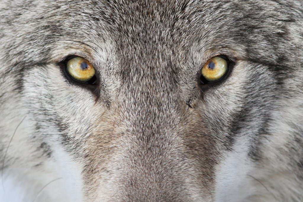 Laminated Close Up Gray Wolf Eyes Portrait Photo Wolf Posters For Walls Posters Wolves Print Posters Art Wolf Wall Decor Nature Posters Wolf Decorations for Bedroom Poster Dry Erase Wall Art 36x24