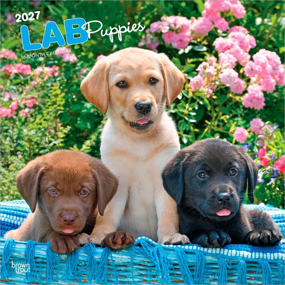 Labrador Retriever Puppies 2027 12 X 24 Inch (Hanging) Monthly Square Wall Calendar Plastic-Free: Original BrownTrout-Kalender [Mehrsprachig] [Kalender]