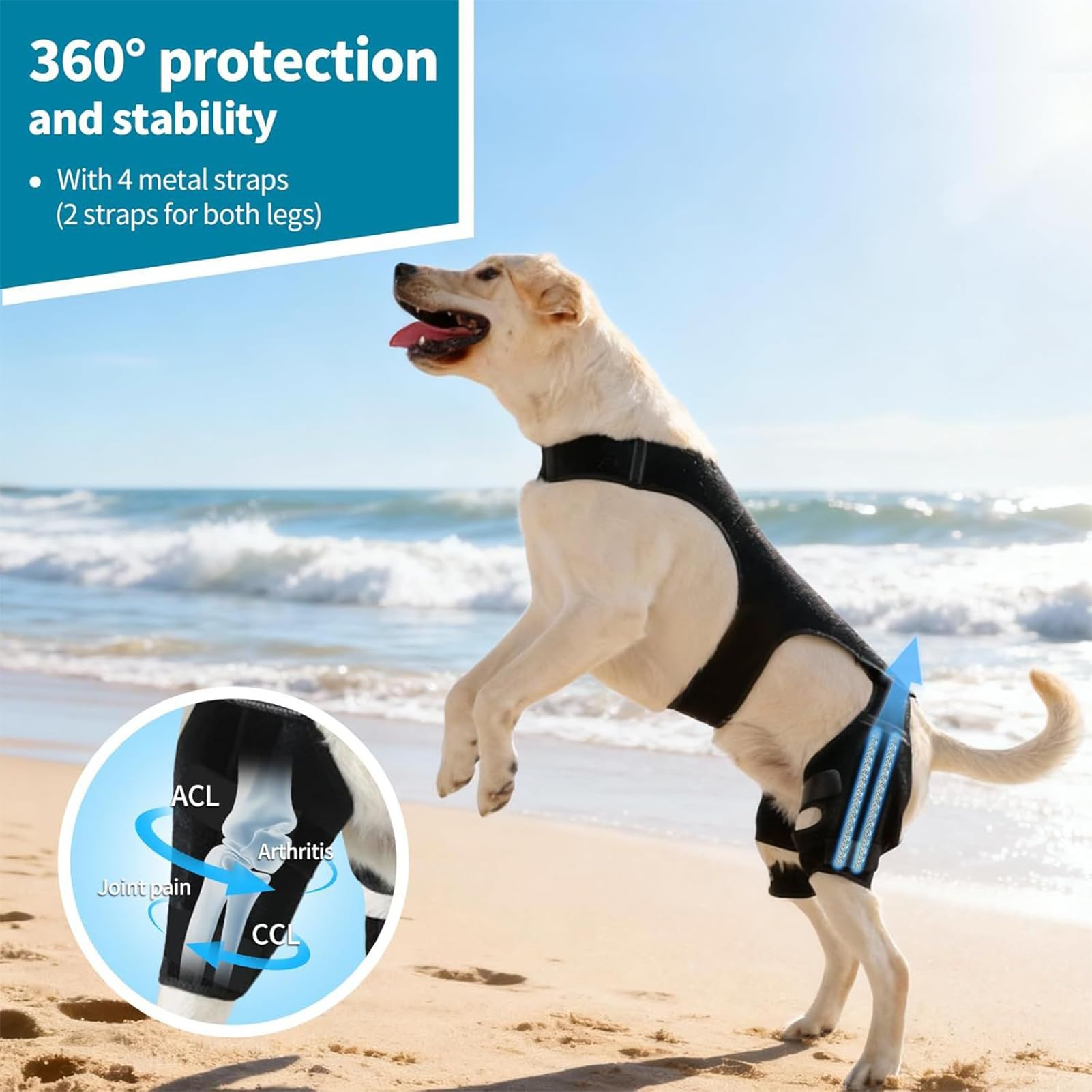 Attelle De Patte Arrière Pour Chien Ajustable Avec Stabilisateurs En Métal