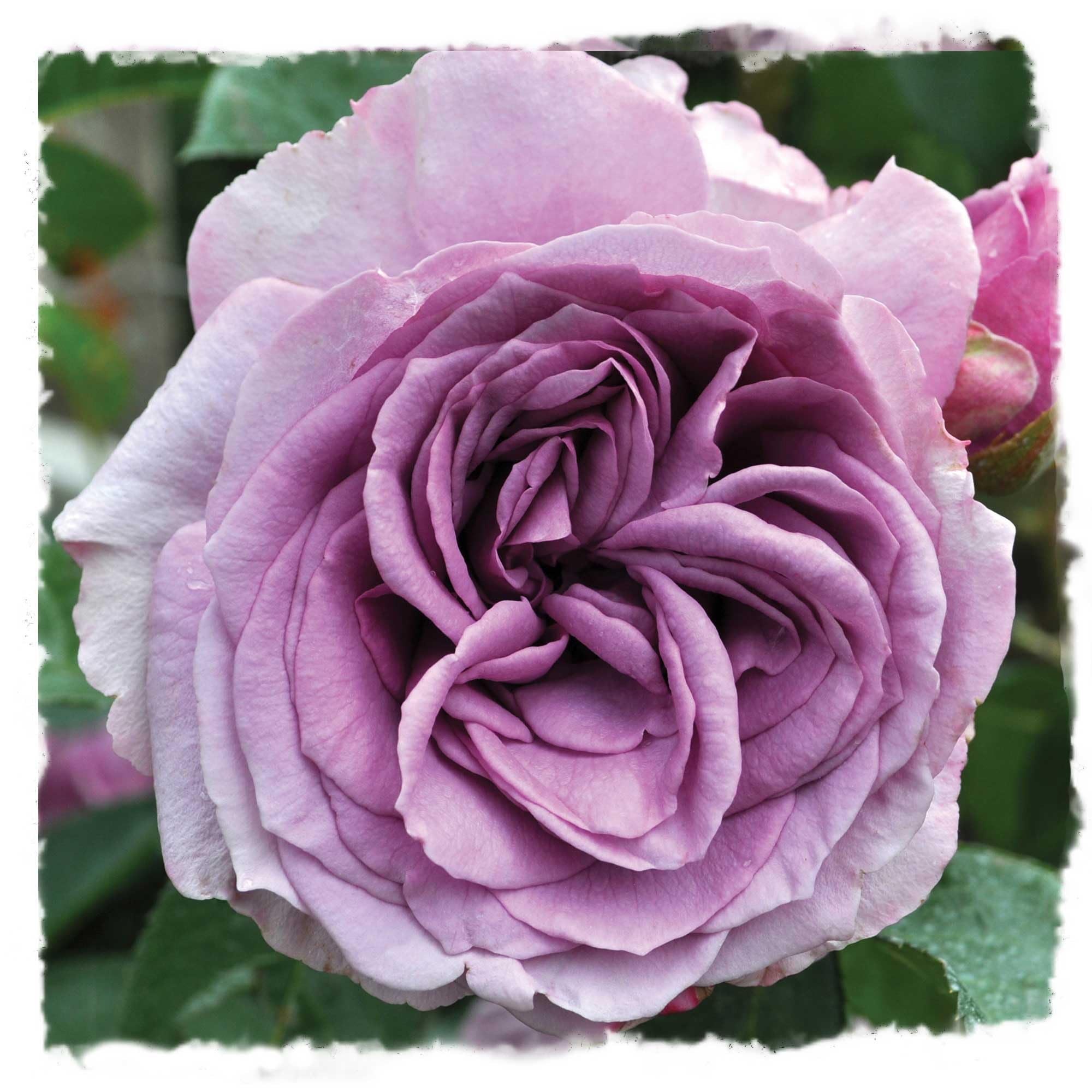 Arborose Quicksilver Climbing Rose Bush
