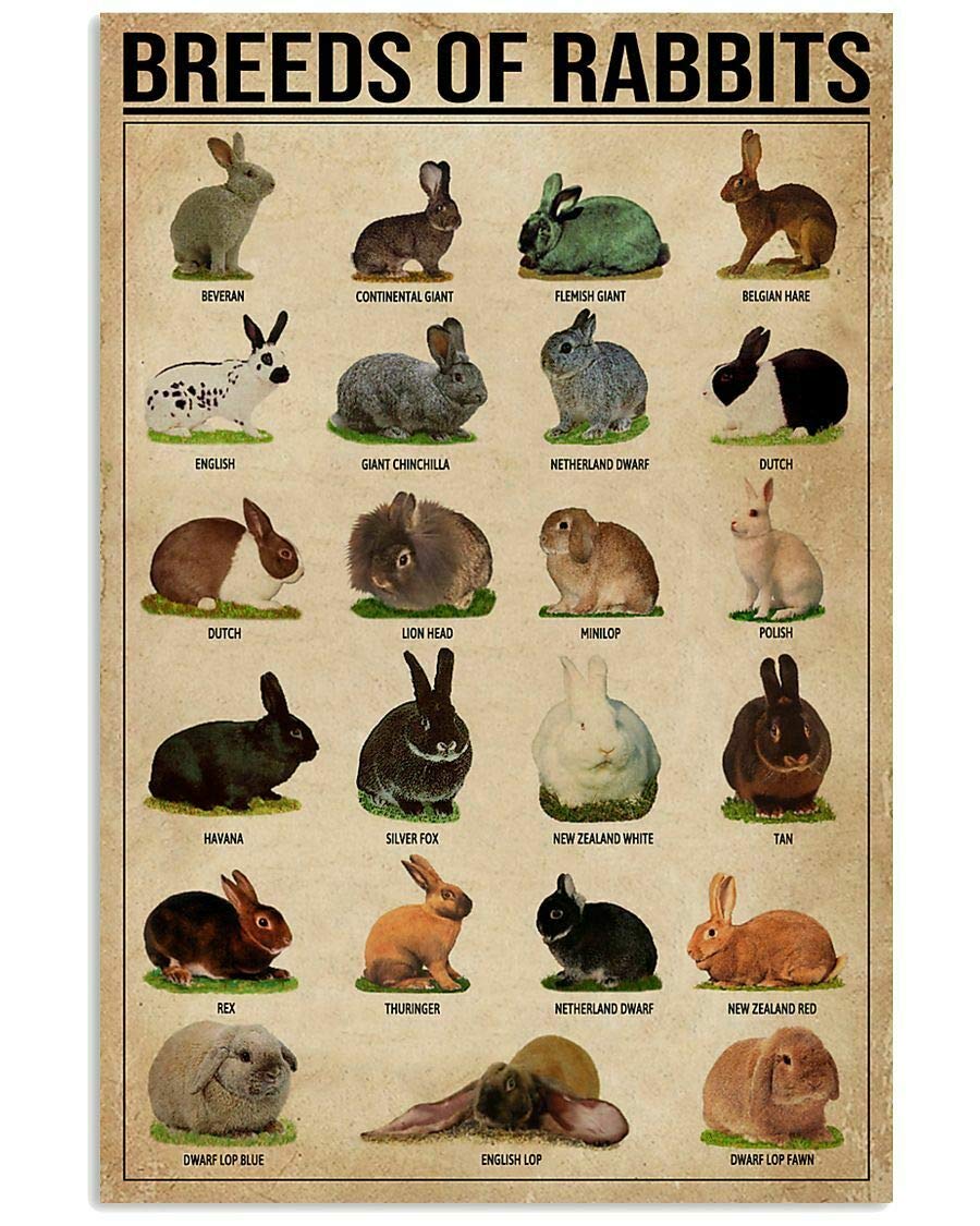 Venicor Cartello In Alluminio 'Beware Of Rabbits': 20x30 Cm, Divertente E Dettagliato, Per Amanti Dei Conigli