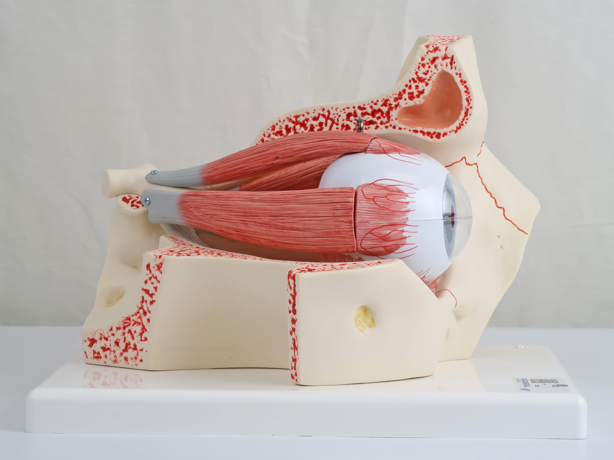 3B Scientific Menschliche Anatomie - Auge, 3-fache Größe, 7-teilig + kostenlose Anatomie App - 3B Smart Anatomy