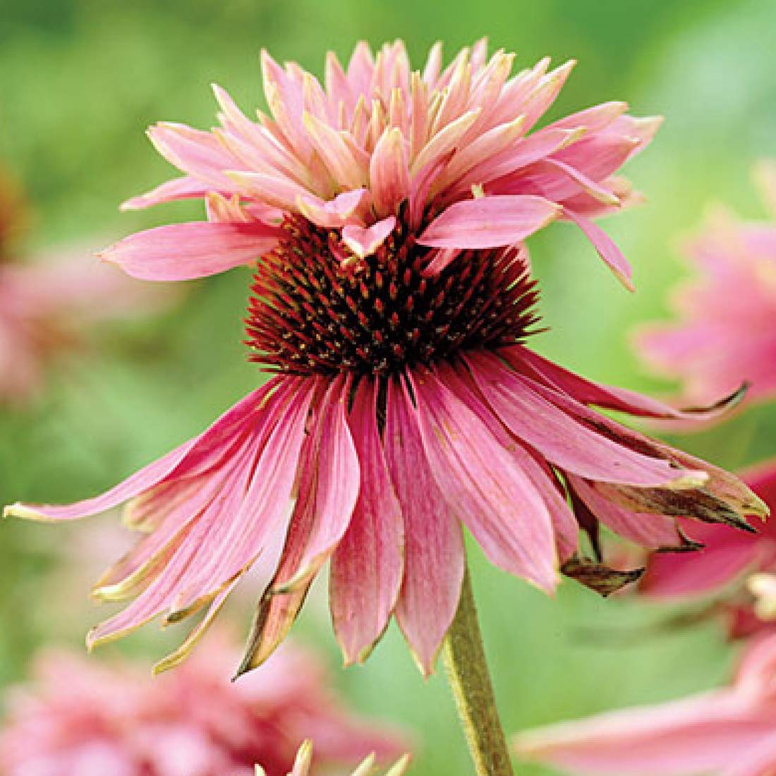 6 x Rudbeckia pourpre 'Doubledecker' - Echinacea Purpurea - Godet 9x9 cm, Fleurs Doubles Uniques, Attractif pour la Faune