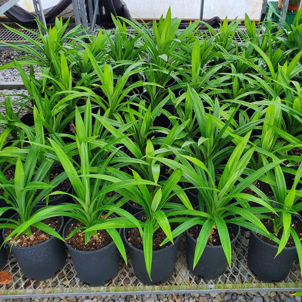 Amazon.com : Pandan Plant Live, Pandanus Amaryllifolius Live Plant, 5 to 7  Inc Tall, Well Rooted Outdoor Garden : Patio, Lawn & Garden