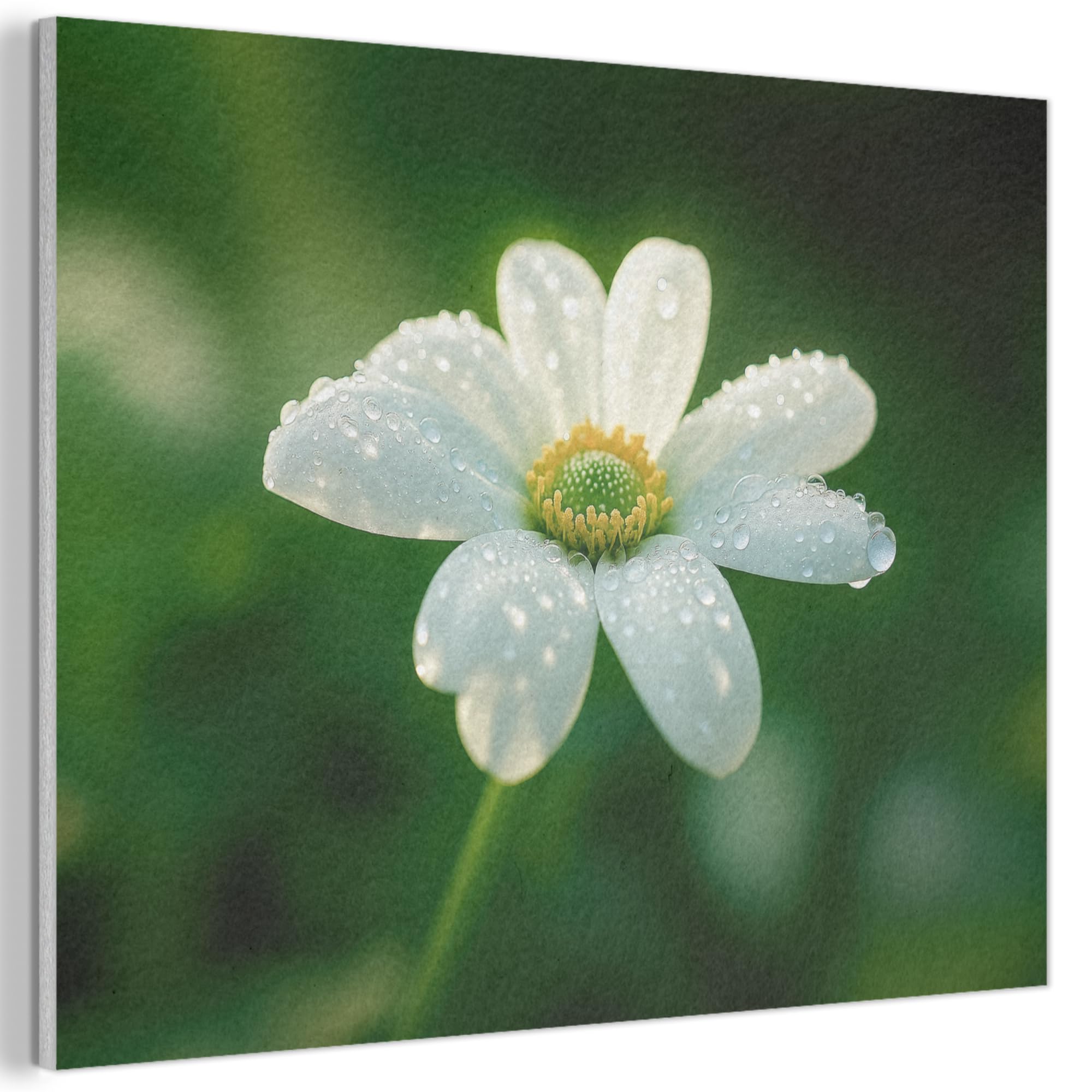 MuchoWow© Felt Panel 70x50 cm Framed Design Print Accent Interior Wallart Decoration Wall Art Flower - White - Dewdrops
