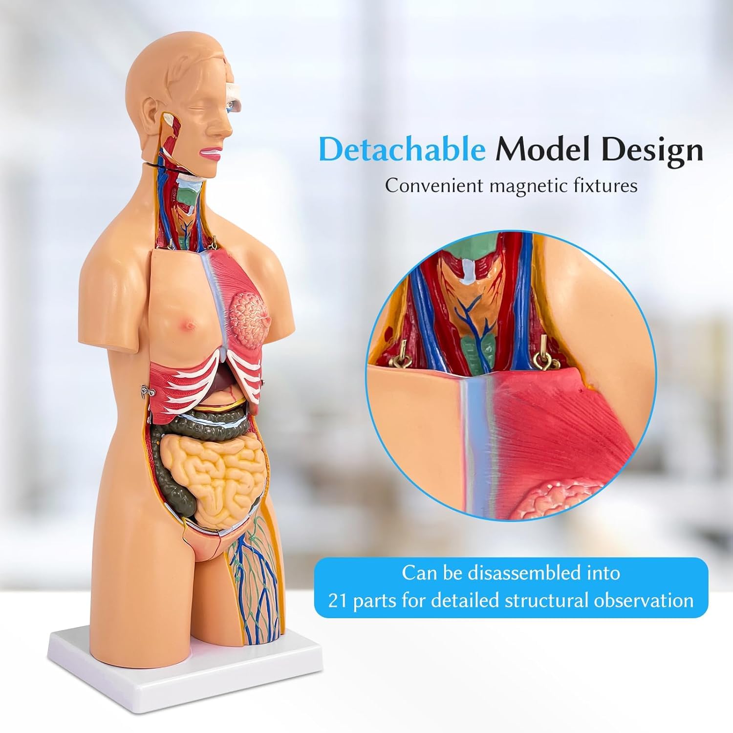 Anatomiczny model ludzkiego tułowia, 55 cm, 21 wyjmowanych organów dla studentów medycyny, lekarzy i nauczycieli, narzędzie edukacyjne unisex, idealne do nauki anatomii