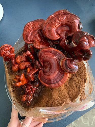 Miniatura 3 de Mushroom Man LLC, Kit de hongos Reishi - Kit de cultivo para interiores.
