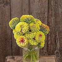 Vista 36 de Eden Brothers - Semillas de zinnia, cactus con flores, sin OMG, plantar en primavera, paquete, flores de bajo mantenimiento, zonas 3, 4, 5, 6, 7, 8