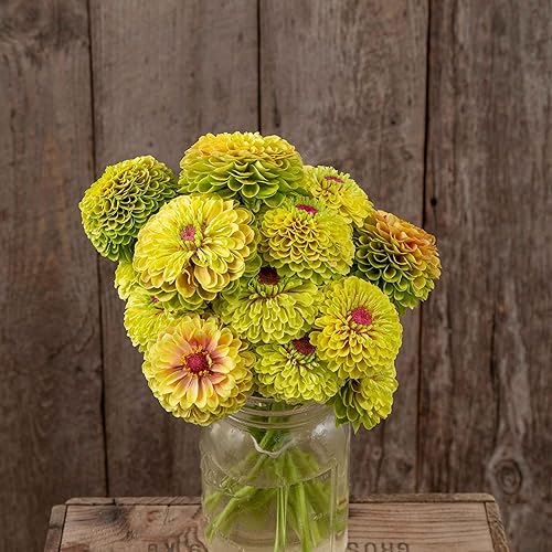 Miniatura 36 de Eden Brothers - Semillas de zinnia, cactus con flores, sin OMG, plantar en primavera, paquete, flores de bajo mantenimiento, zonas 3, 4, 5, 6, 7, 8