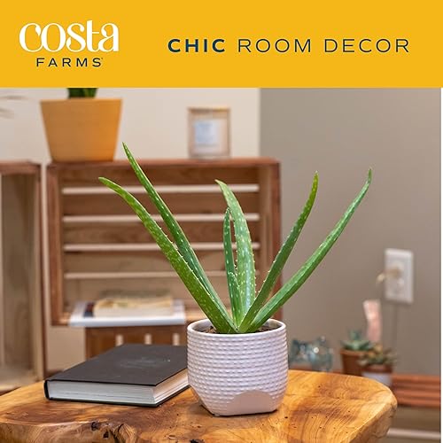 Miniatura 3 de Costa Farms Planta de aloe vera, suculenta viva, planta de interior de fácil cuidado en maceta de cultivo, purificador de aire de habitación, mesa,