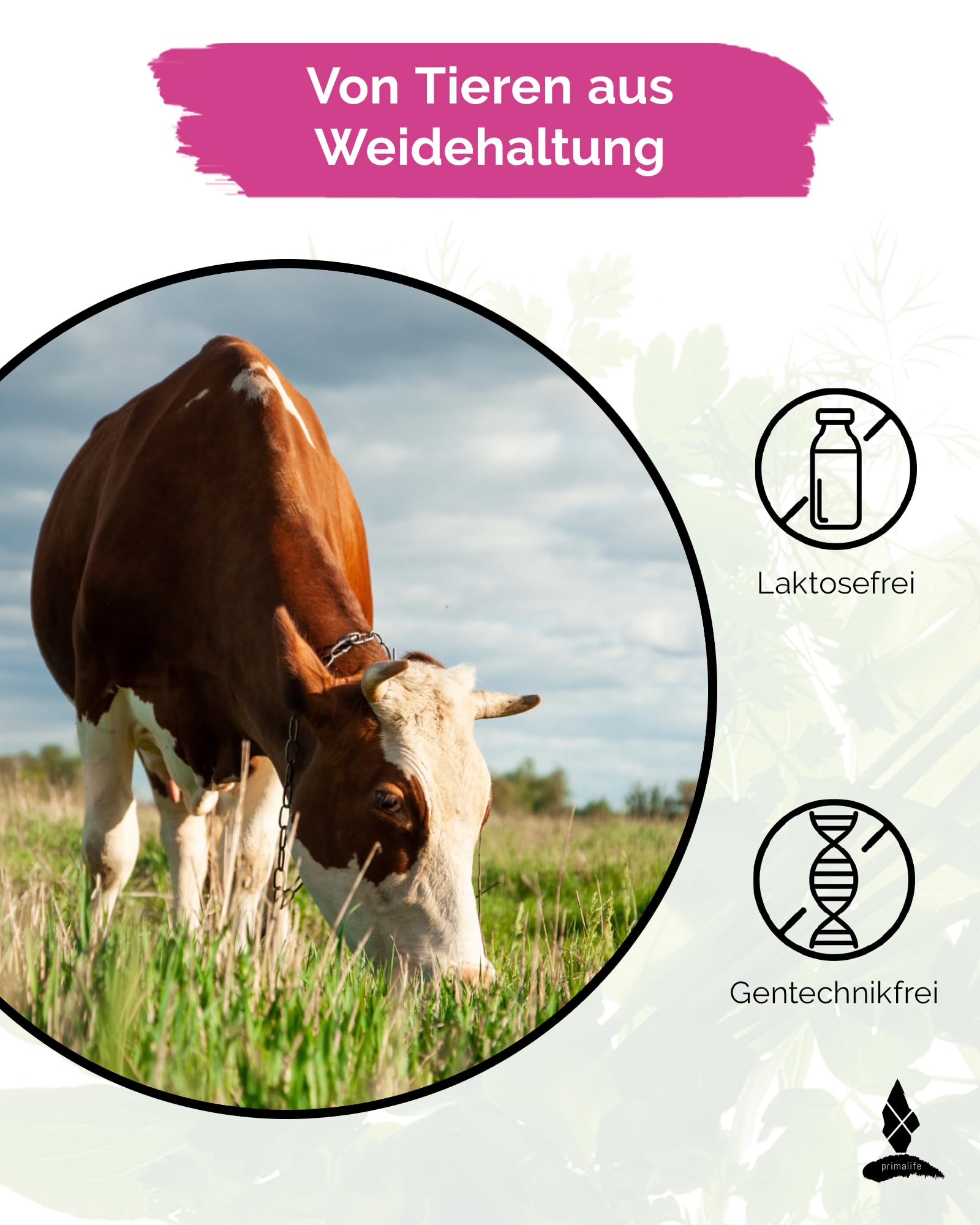 Collagen Pulver 500g - 100% reines Kollagen Pulver aus Weidehaltung - Hoher Proteingehalt mit 9,6g Eiweiß pro Portion - Mit Kollagen Peptiden Typ 1, 2 & 3