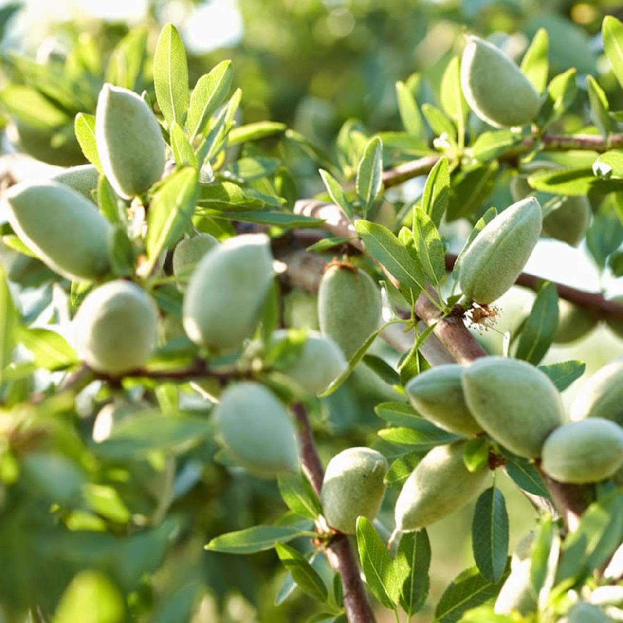 Bio-Mandeln 3kg (3000g) - 100% Süßmandeln aus regenerativer Landwirtschaft in Spanien