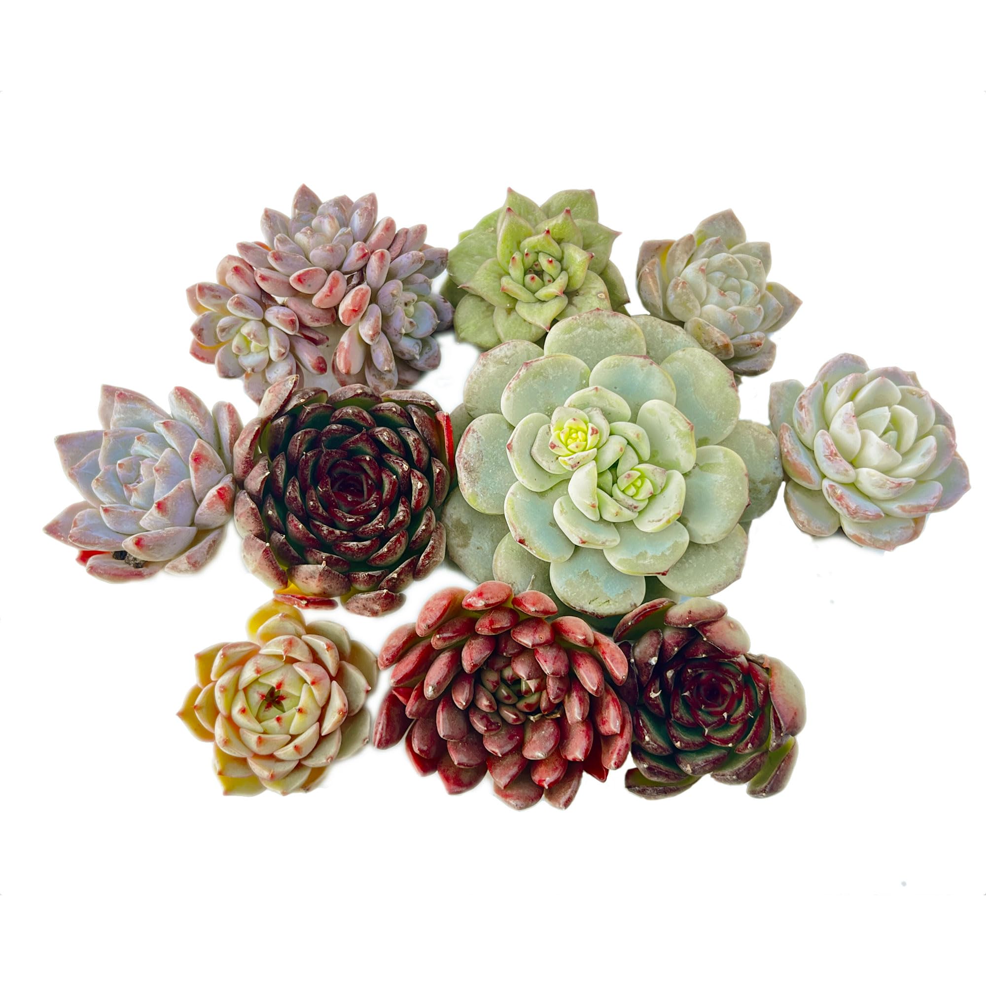 Amazon.co.jp: 【Succute】多肉植物 寄せ植え 韓国カット苗 エケベリア