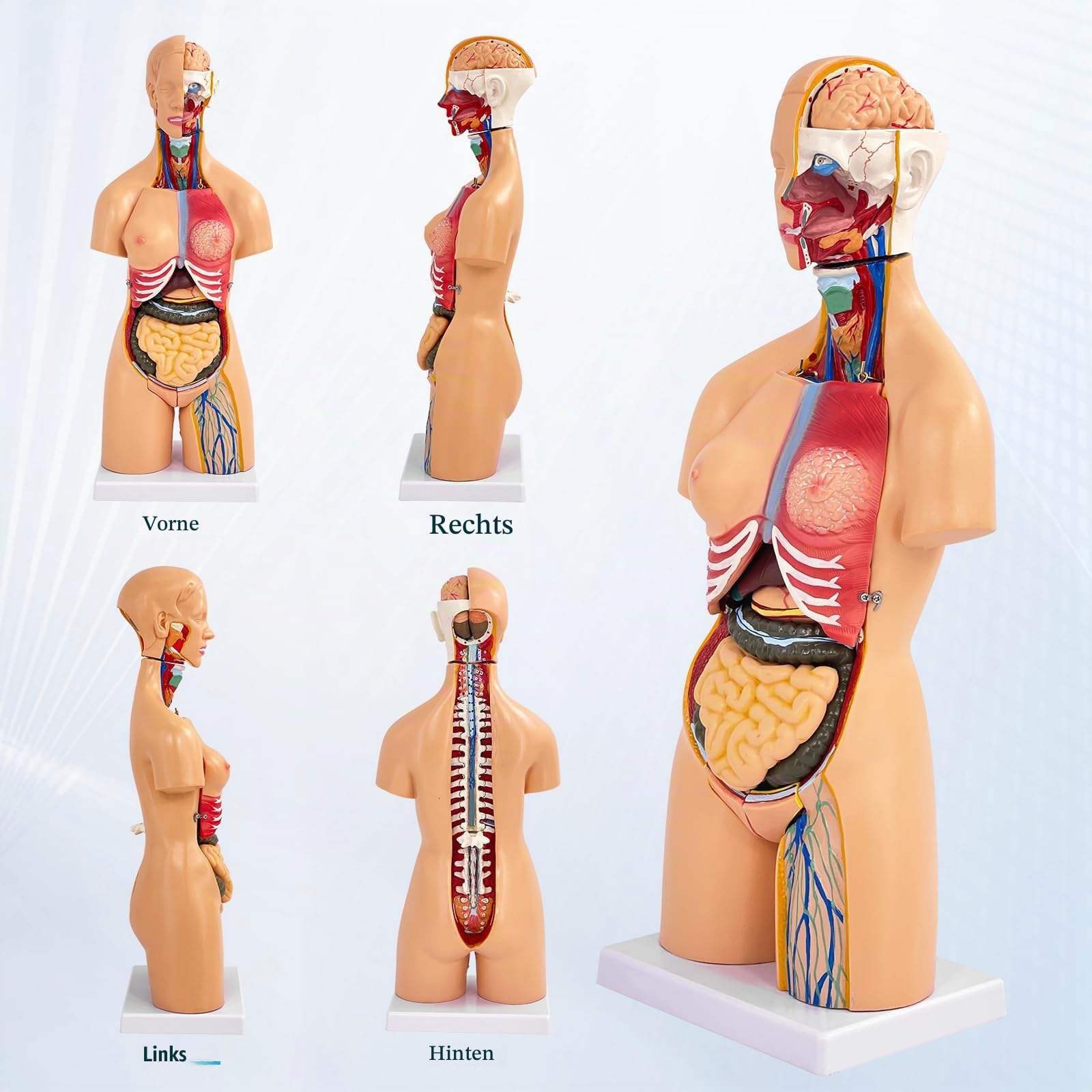 55cm Unisex Torso Anatomie Modell PVC Menschlicher Körper Modell Anatomie Modell Torso mit 21 Abnehmbaren Inneren Organen, Für Schule Unterricht Lernen