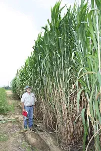 Elephant Grass Seeds - Tallest Grass in the World - Made in USA (250 Seeds)