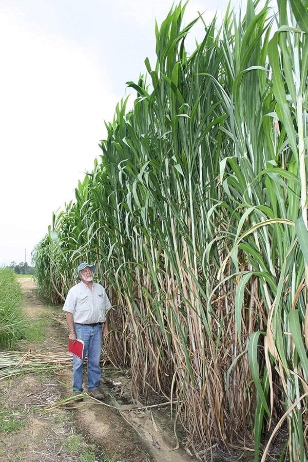 Elephant Grass Seeds - Tallest Grass in the World - Ships from Iowa, Made in USA (5,000 Seeds) by CZ Grain - Used condition - US$13.18