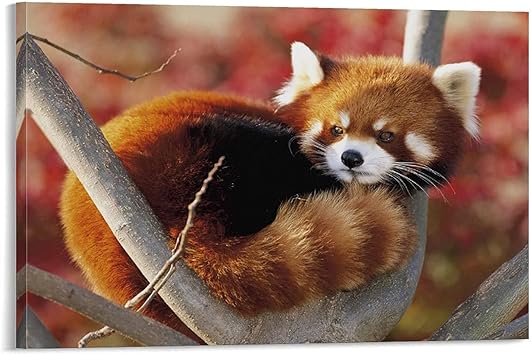 Amazon レッサーパンダの壁紙 キャンバスポスター寝室の装飾スポーツ風景オフィスルームの装飾ギフト キャンバスポスター壁アートの装飾リビングルームの寝室の装飾のための絵画の印刷 x30inch 50x75cm ウォールステッカー オンライン通販