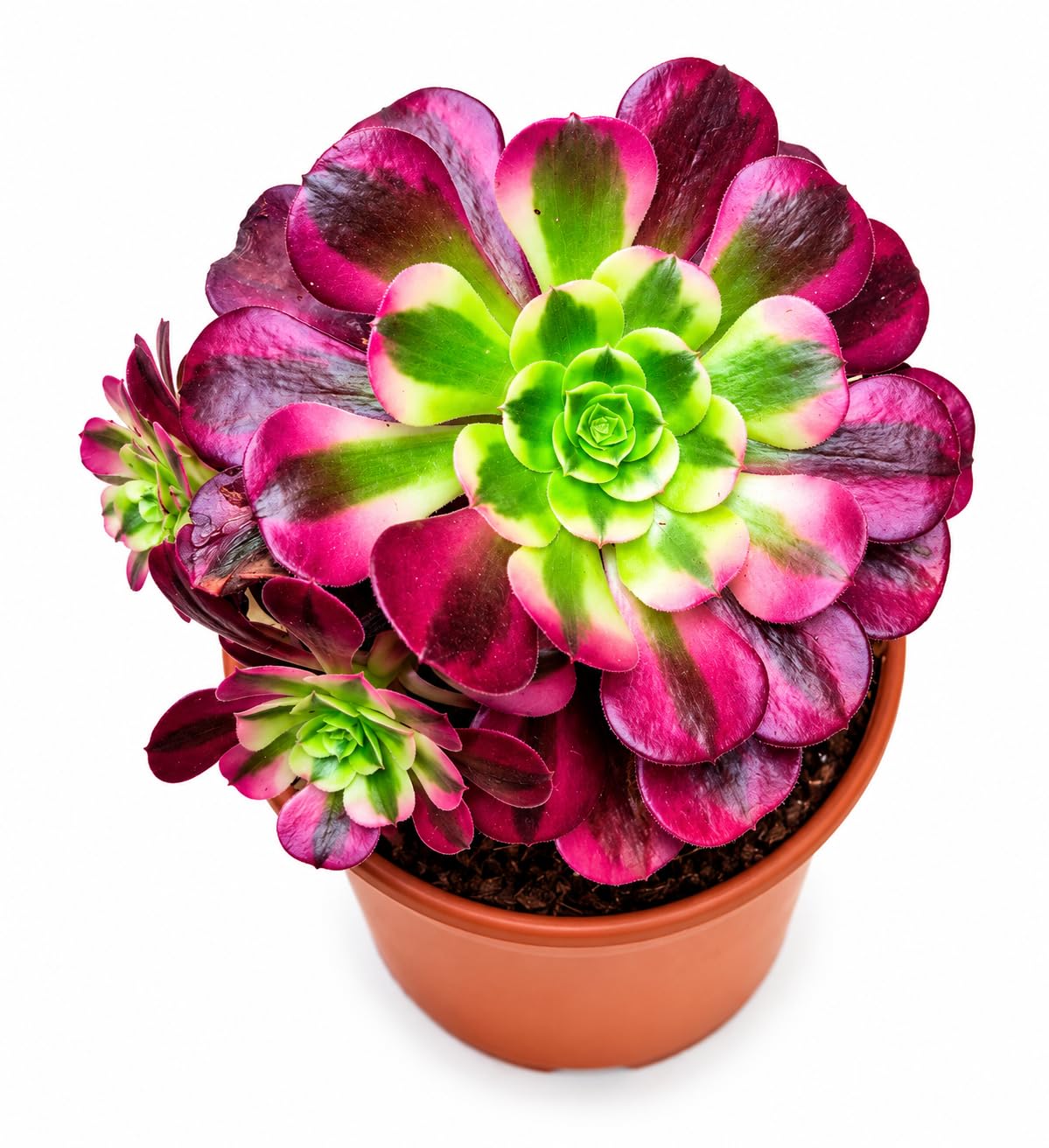 POWERS TO FLOWERS - AEONIUM PINK WITCH, vaso 15cm diametro, pianta vera