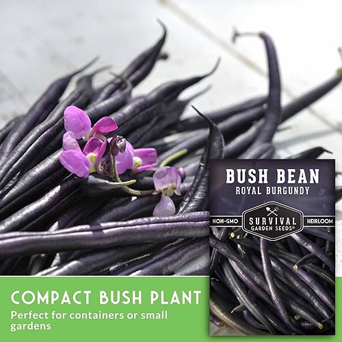 Miniatura 3 de Survival Garden Seeds - Semilla de frijol burdeos real para plantar - Paquete con instrucciones para plantar y cultivar frijoles morados sin hilo en