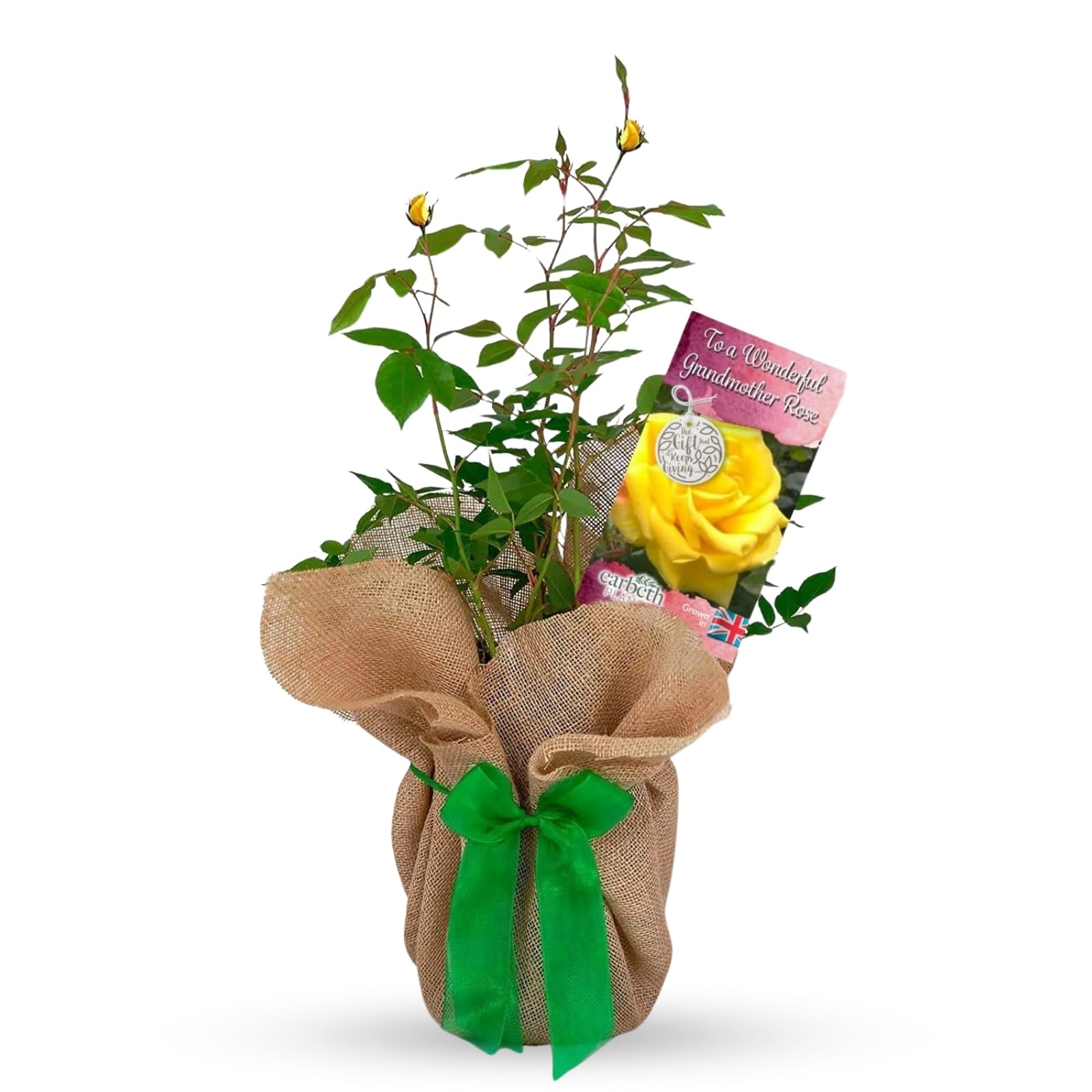 Carbeth Plants 'Wonderful Grandmother' Yellow Gift Wrapped Rose