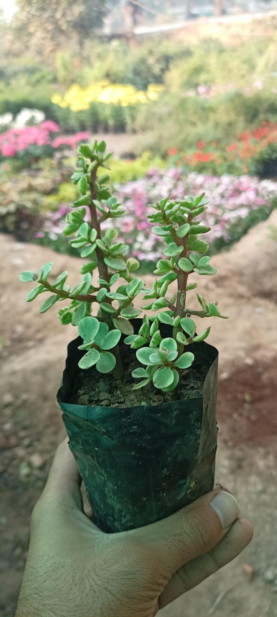 Variegated Elephant Bush, Jade Plant Variegated - Succulent Plant with Plastic Pot-image-34