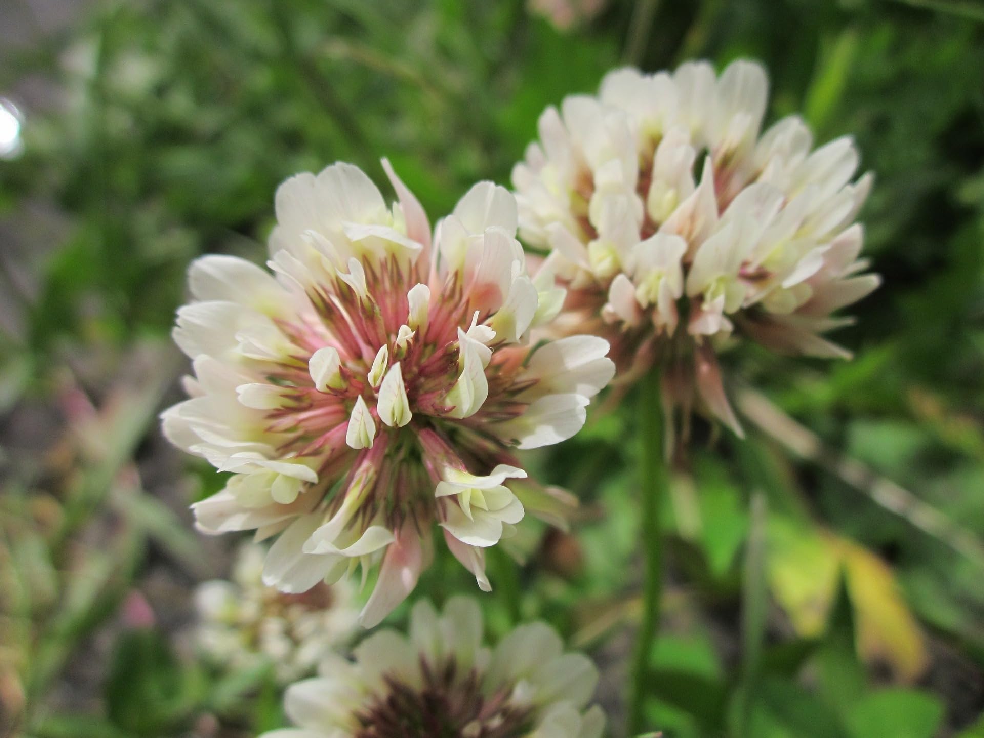 Weißklee 10 kg Kriechklee Saatgut Weissklee Trifolium repens Weiß-Klee
