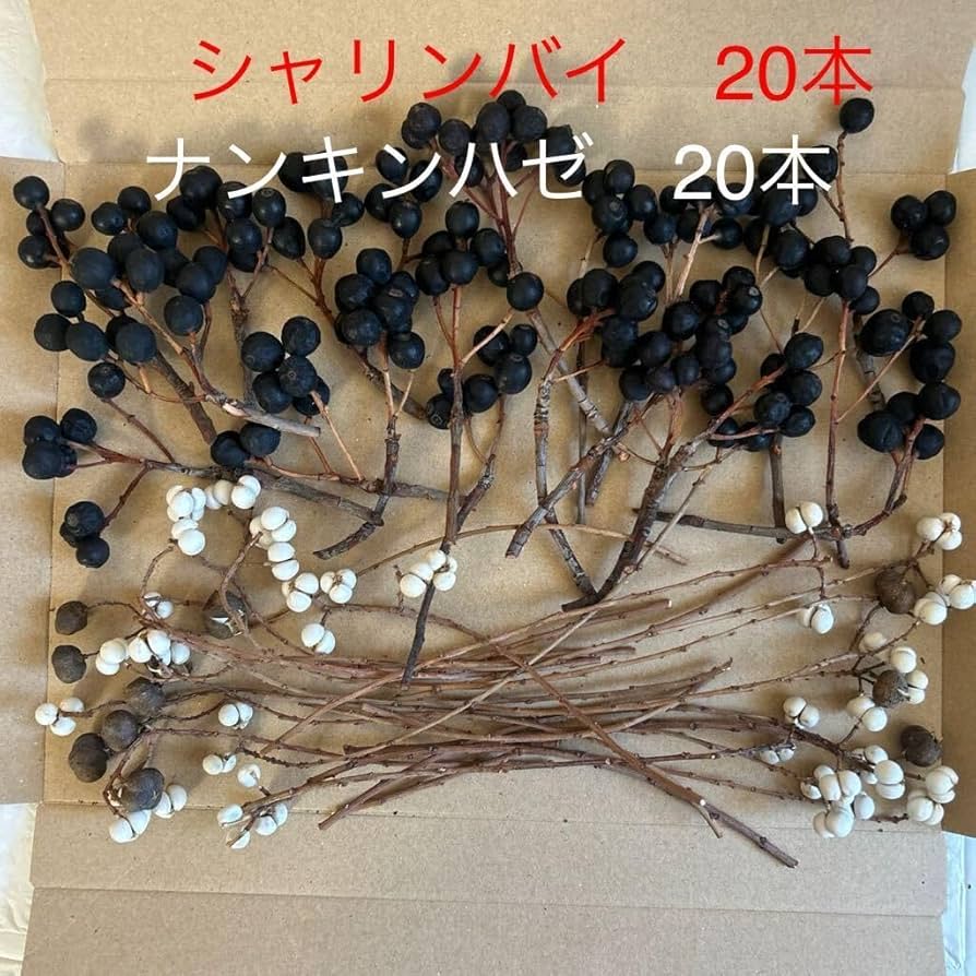 Amazon | シャリンバイ ナンキンハゼ 白い実 ドライフラワー