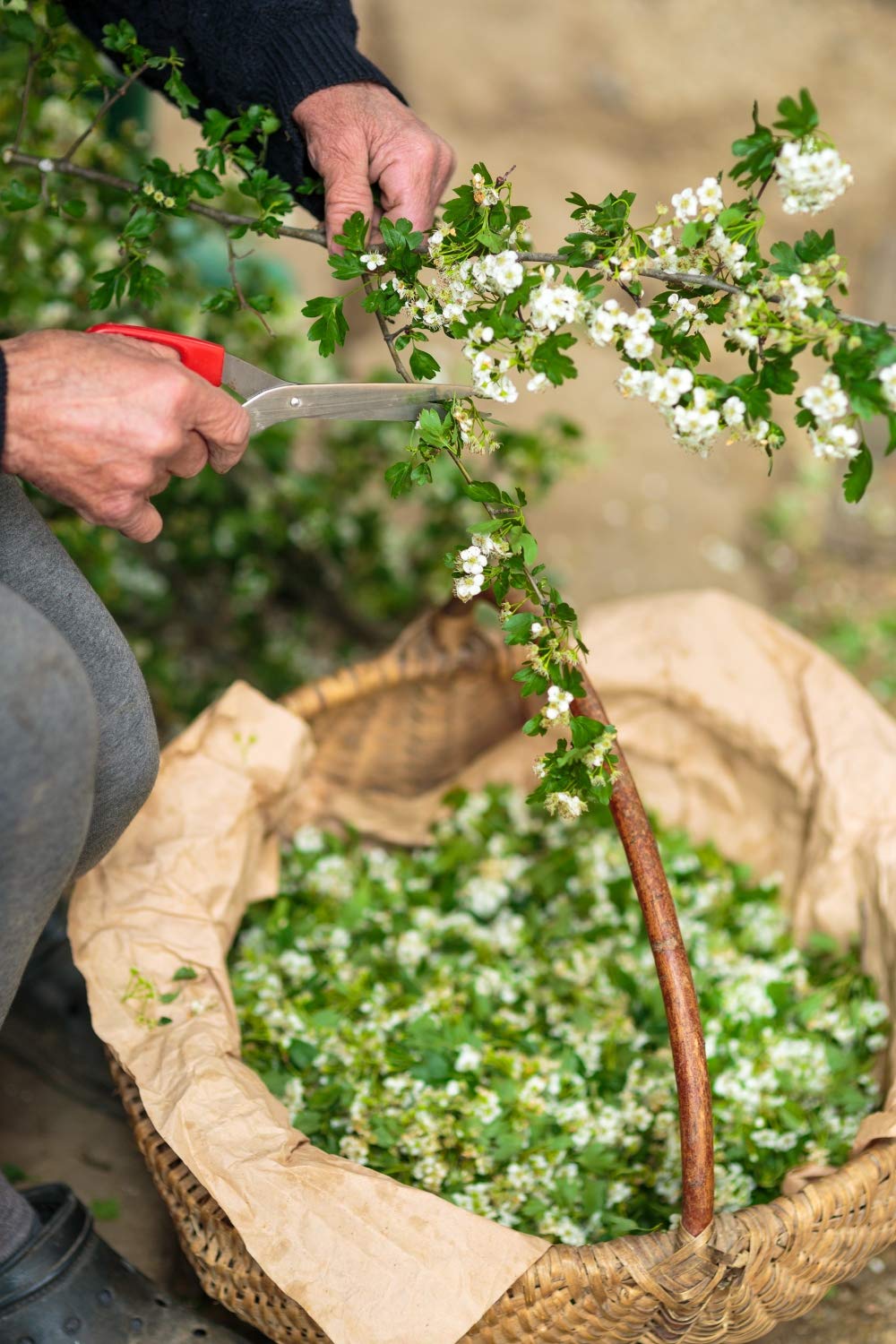Espino Flor (Crataegus L - Crataegus Flos) 50g / Hawthorn Flower - Health Embassy - 100% Natural