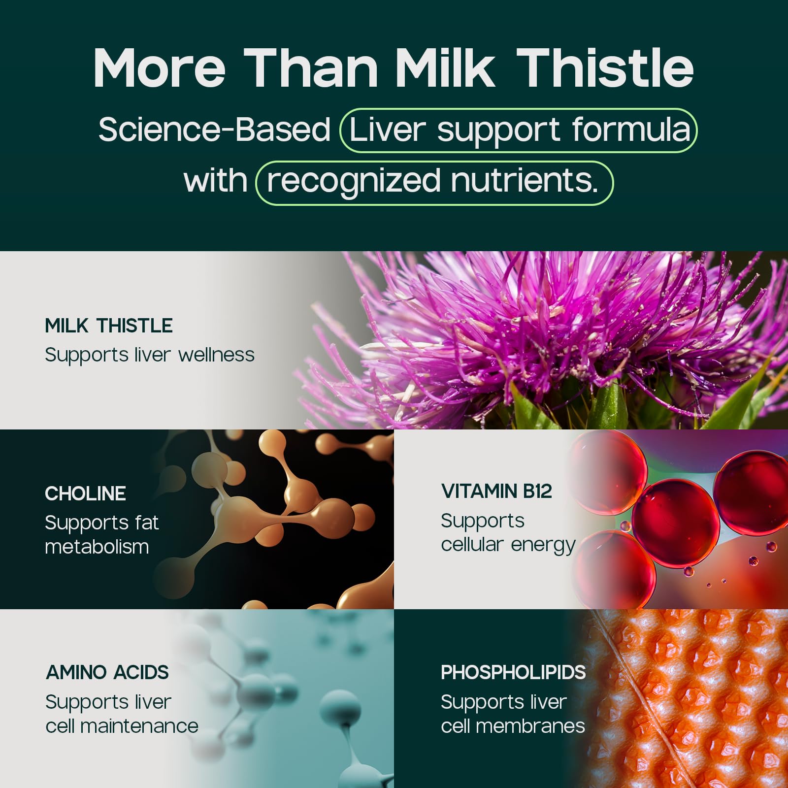 LIVERITE Liver Aid with Milk Thistle 150 Capsules, Liver Support Supplement with Amino Acids, Choline, Milk Thistle & Vitamin B12 – Supports Healthy Liver Function, Cleansing, Energy & Metabolism — Amazon image 5